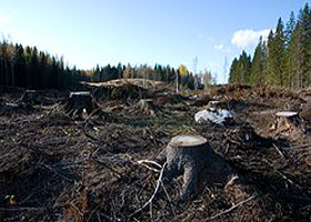 clear cutting forest